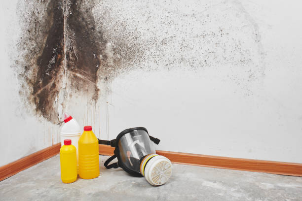 Best Residential Mold Remediation in Hooper, NE