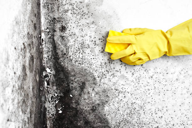 Best Emergency Mold Remediation in Hooper, NE