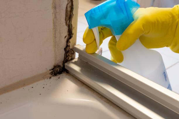 Best Black Mold Remediation in Hooper, NE
