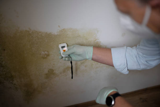 Best Insurance-Related Mold Remediation in Hooper, NE