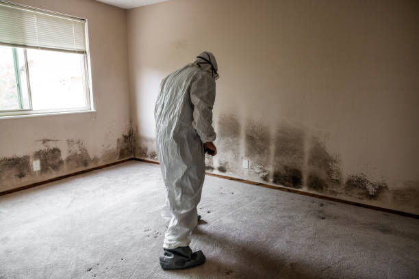 Best Basement Mold Remediation in Hooper, NE