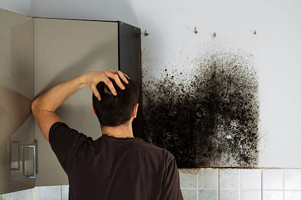 Best Basement Mold Remediation in Hooper, NE