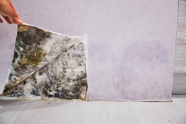 Best Health and Safety Mold Remediation in Hooper, NE